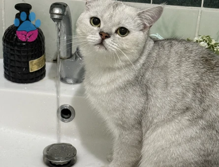 British short hair oğlumuza eş arıyoruz