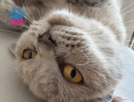 Brıtısh Shorthair Lilac Kedim Eş Arıyor