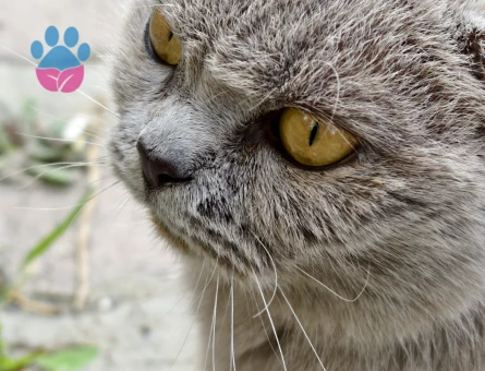 Brıtısh Shorthair Lilac Kedim Eş Arıyor