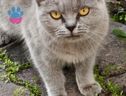 Brıtısh Shorthair Lilac Kedim Eş Arıyor