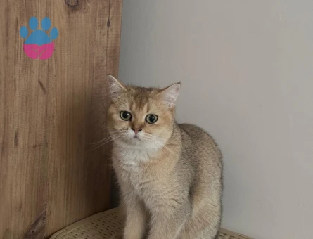 British Shorthair Golden Kedime Aynı Cins Golden Renk Eş Arıyorum