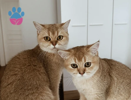 British Shorthair Golden Kedime Aynı Cins Golden Renk Eş Arıyorum