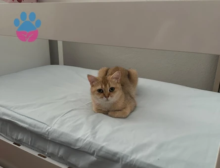 British Shorthair Golden Kedime Aynı Cins Golden Renk Eş Arıyorum