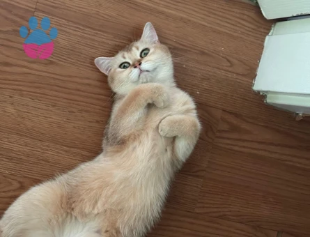 British Shorthair Golden Kedime Aynı Cins Golden Renk Eş Arıyorum