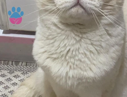 Scottish Fold Oğluma Eş Arıyorum