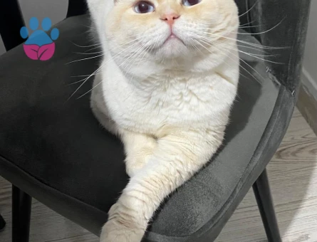 Scottish Fold Oğluma Eş Arıyorum