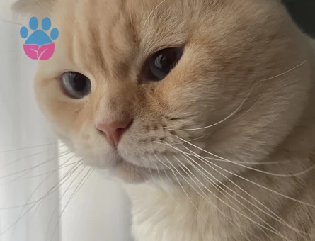 Scottish Fold Oğluma Eş Arıyorum
