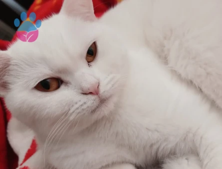 Dişimize Erkek Eş arıyoruz