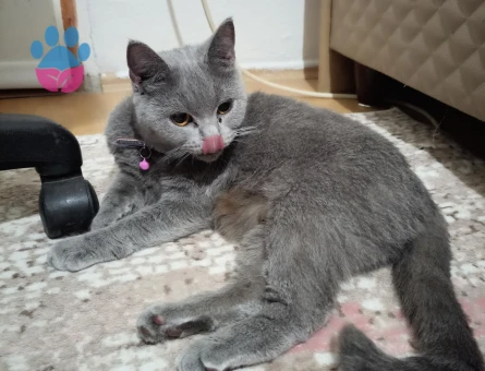British Shorthair Dişi kedime eş