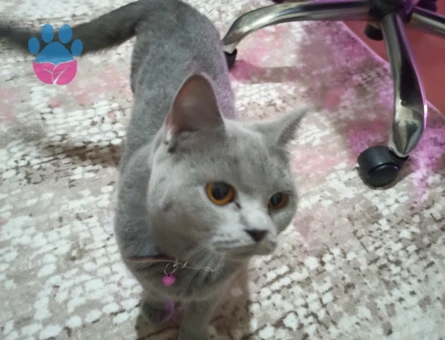 British Shorthair Dişi kedime eş