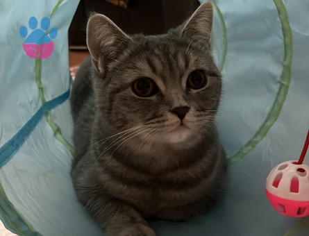 alice kızıma erkek eş arıyorum