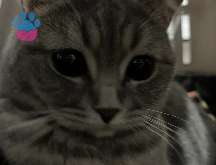 alice kızıma erkek eş arıyorum