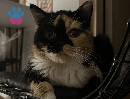 Kızıma eş arıyorum