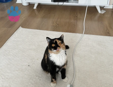 Kızıma eş arıyorum