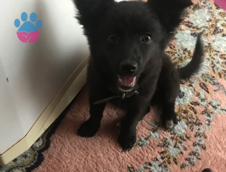 Dişi köpeğime eş arıyorum