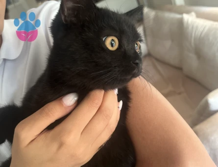 1,5 yaşında kızımıza Scottish Kırık Kulak Beyaz eş arıyoruz