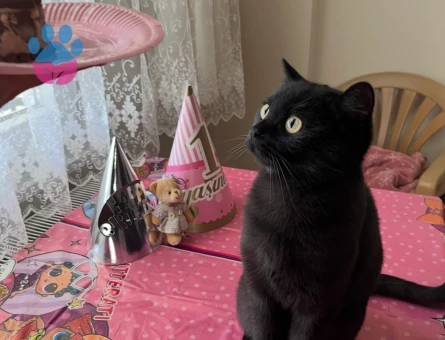 1,5 yaşında kızımıza Scottish Kırık Kulak Beyaz eş arıyoruz