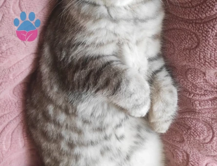 Kızıma iyi bir damat adayı arıyorum