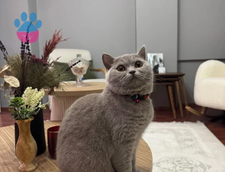 British Shorthair 1 Yaşında Eş Arıyoruz