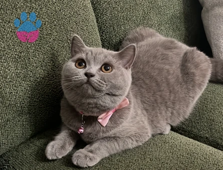 British Shorthair 1 Yaşında Eş Arıyoruz