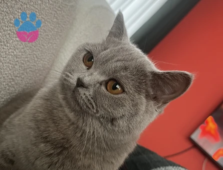 British Shorthair 1 Yaşında Eş Arıyoruz
