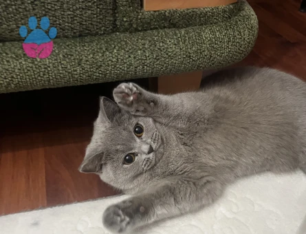 British Shorthair 1 Yaşında Eş Arıyoruz