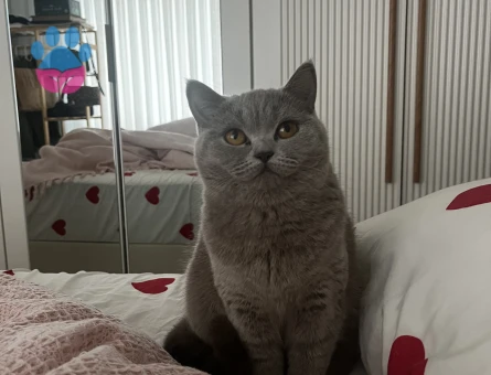 British Shorthair 1 Yaşında Eş Arıyoruz