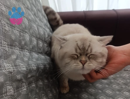 British Shorthair bluepoint dişi arıyoruz