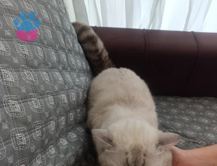 British Shorthair bluepoint dişi arıyoruz