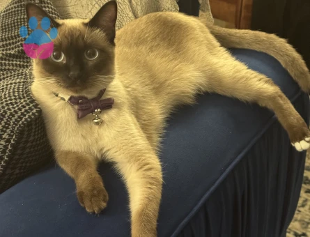 Siyam 10 Aylık Eş Arıyor