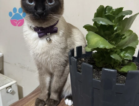 Siyam 10 Aylık Eş Arıyor