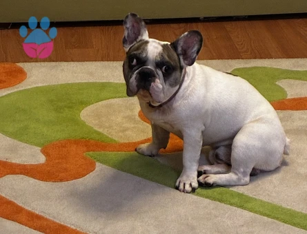 French Bulldog 5 Yaşında Eş Arıyor
