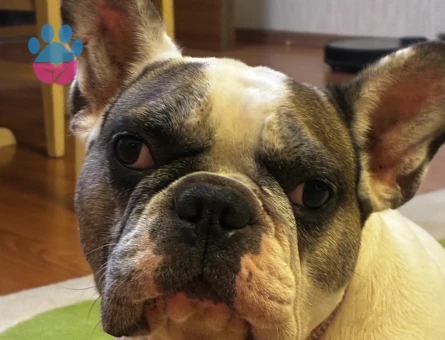 French Bulldog 5 Yaşında Eş Arıyor