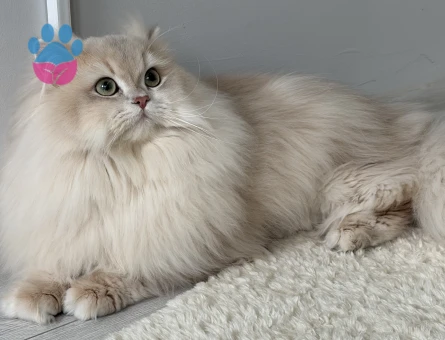 Şecereli Blue Golden Shaded (Ay12) Oğluma Gelin Arıyoruz