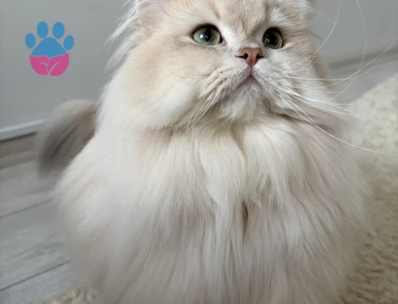 Şecereli Blue Golden Shaded (Ay12) Oğluma Gelin Arıyoruz