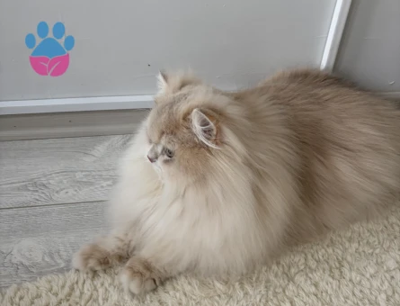 Şecereli Blue Golden Shaded (Ay12) Oğluma Gelin Arıyoruz