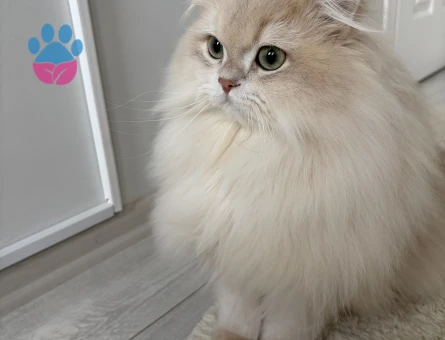 Şecereli Blue Golden Shaded (Ay12) Oğluma Gelin Arıyoruz