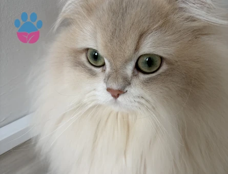 Şecereli Blue Golden Shaded (Ay12) Oğluma Gelin Arıyoruz