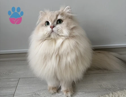 Şecereli Blue Golden Shaded (Ay12) Oğluma Gelin Arıyoruz