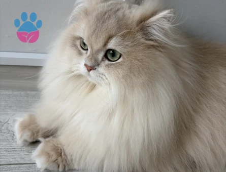 Şecereli Blue Golden Shaded (Ay12) Oğluma Gelin Arıyoruz