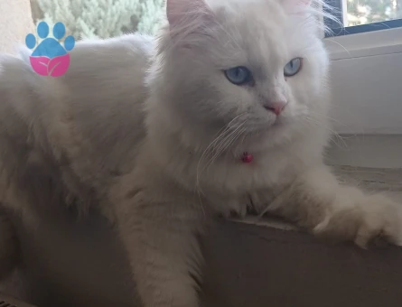 Ankara kedisi 1,5 Yaşında Eş Arıyor