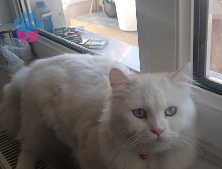 Ankara kedisi 1,5 Yaşında Eş Arıyor