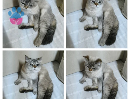 Kızıma Beyaz erkek british eş arıyorum