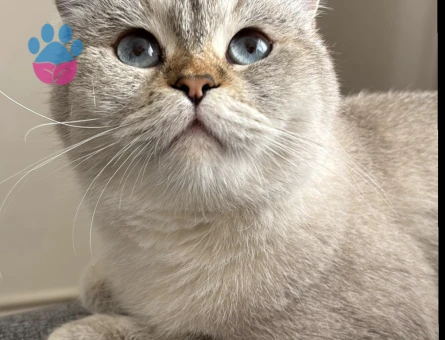 Kızıma Beyaz erkek british eş arıyorum