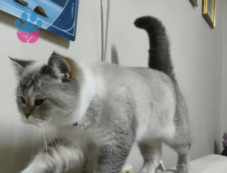 Kızıma Beyaz erkek british eş arıyorum