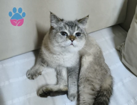 Kızıma Beyaz erkek british eş arıyorum