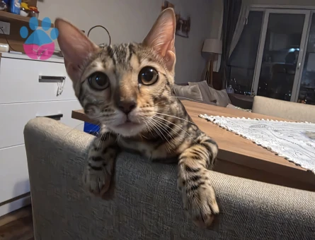 Bengal Kızımıza Eş Arıyorum