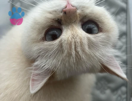 British Shorthair BY 33 kızımıza Golden British eş aramaktayız.