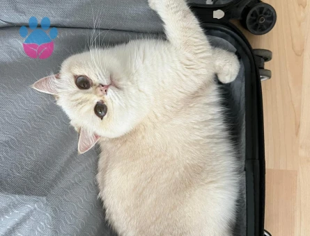 British Shorthair BY 33 kızımıza Golden British eş aramaktayız.
