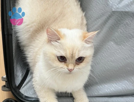 British Shorthair BY 33 kızımıza Golden British eş aramaktayız.